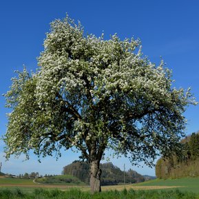 Lohnschnitt von Temiholz GmbH